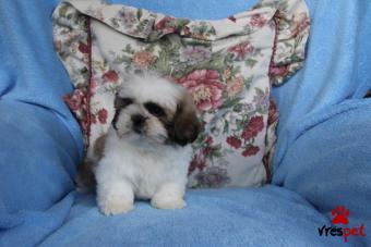 Ράτσα: Σιχ Τσού - Shih Tzu | Ηλικία: 2,5 μηνών | Φύλο: Αρσενικό | Αρ. Microchip: 9721206923255 | Ιδιώτης | Εκπαιδευμένο | Pedigree | Περιοχή: Αθήνα, Αττική
